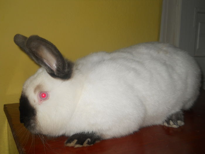 F 4- productie proprie .