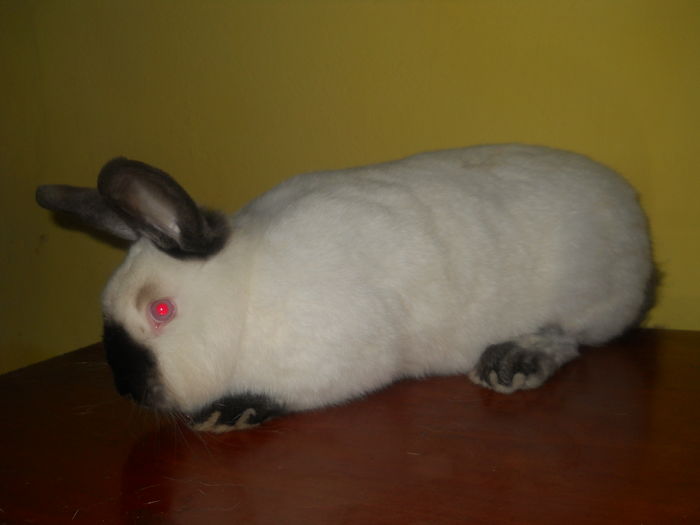 F4- productie proprie .