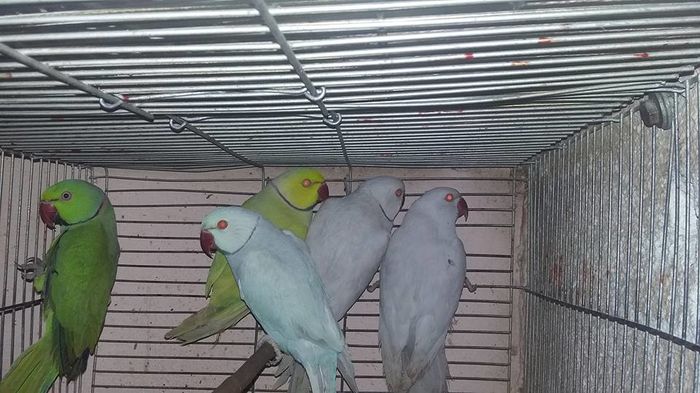 ianuarie 2016 - micu alx