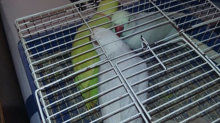 12573118_1107839745927354_3305694130849720216_n - micu alx