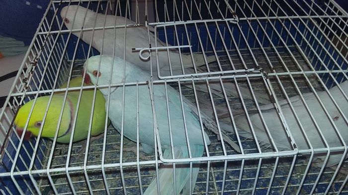 12650783_1107839779260684_3300900858009870465_n - micu alx