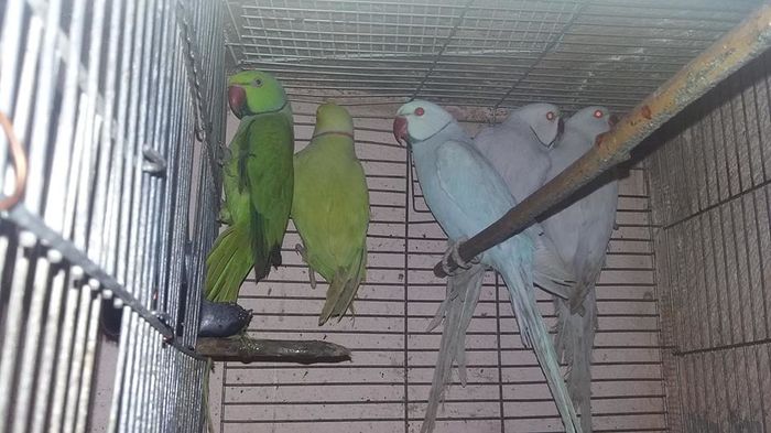 12651362_1107851299259532_1940677190225145920_n - micu alx