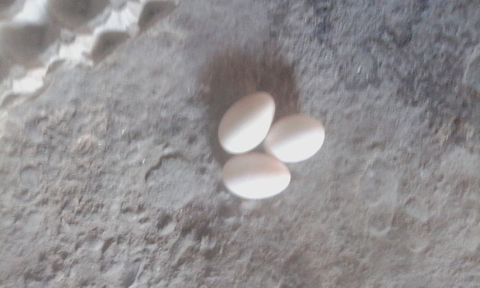 IMG_20160126_105545 - rate pekin