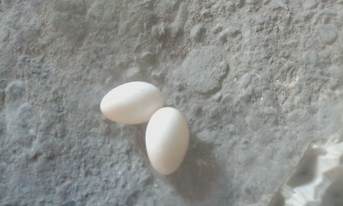 IMG_20160126_105528 - rate pekin