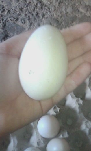 IMG_20160126_105252 - rate pekin