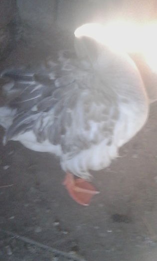 IMG_20160125_111541; I-au mai aparut pene crete !!
