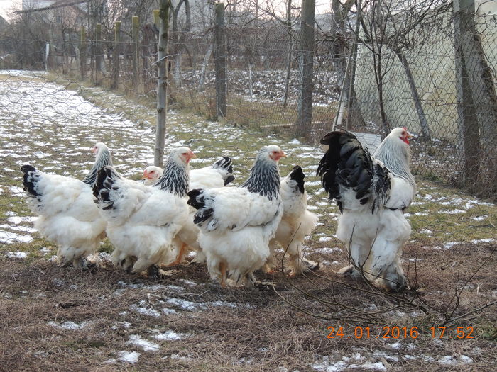 DSCN7430 - 2016 Matca Brahma Herminat Deschis
