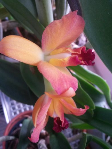 cattleya corai 2016.01.16 3 - catt 2016