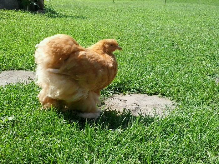 1074566_1000077013358275_5610663877435249473_o