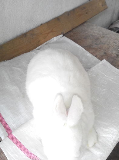 IMG_20160126_155540; 3,1 luni
