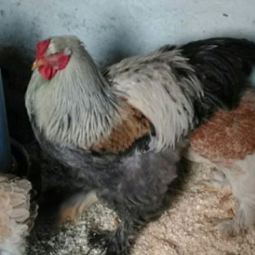 12410569_1032381766784711_4872051844425876635_n - Brahma Somon