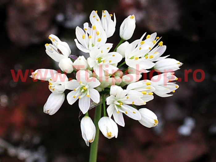 Bulbi Allium Neapolitanum ( Ceapa decorativa ); Plantarea se face in perioada martie-mai. Va inflori in perioada iunie-august. Prefera locurile insorite, dar se descurca si in cele semiumbrite. Inaltimea maxima 25-35 cm. STOC EPUIZAT!
