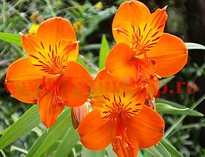 Bulbi Alstroemeria Orange King - Bulbi Flori Primavara 2016