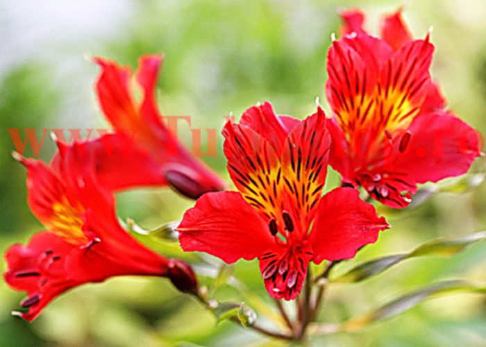 Bulbi Alstroemeria Red Elf; Plantarea se face in perioada martie-mai. Va inflori in perioada iunie-august. Prefera locurile insorite, dar se descurca si in cele semiumbrite. Inaltimea maxima 60-100 cm. STOC EPUIZAT!
