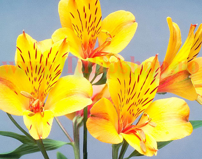 Bulbi Alstroemeria Yellow Princess - Bulbi Flori Primavara 2016