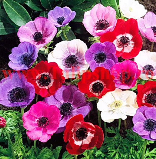 Bulbi Anemone de Caen Mix; Plantarea se face in perioada martie-aprilie. Va inflori in perioada aprilie-mai. Prefera locurile insorite, dar se descurca si in cele semiumbrite. Inaltimea maxima 20-30 cm. STOC EPUIZAT!
