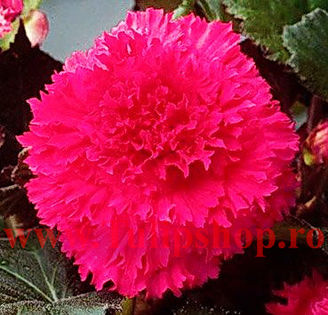 Bulbi Begonia Creata Roz - Bulbi Flori Primavara 2016