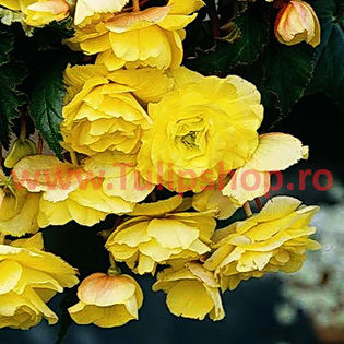 Bulbi Begonia Curgatoare Galbena - Bulbi Flori Primavara 2016