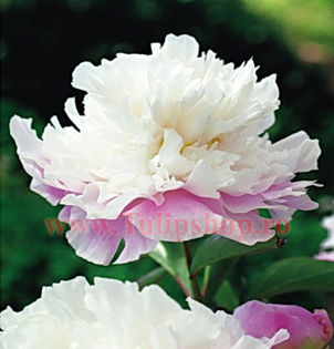 Bulbi Bujor Amabilis (Paeonia); Plantarea se face in perioada martie-aprilie. Va inflori in perioada aprilie-mai. Prefera locurile insorite, dar se descurca si in cele semiumbrite. Inaltimea maxima 60-90 cm. STOC EPUIZAT!
