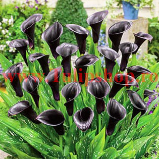 Bulbi Cala Odessa (Zantedeschia); Plantarea se face in perioada martie-aprilie. Va inflori in perioada iunie-august. Prefera locurile insorite, dar se descurca si in cele semiumbrite. Inaltimea maxima 40-60 cm. STOC EPUIZAT!
