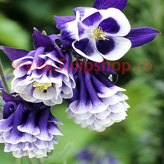 Bulbi Caldarusa Dark Blue and White (Aquilegia); Plantarea se face in perioada martie-aprilie. Va inflori in perioada mai-iulie. Prefera locurile umbrite si racoroase. Inaltimea maxima 50-70 cm. STOC EPUIZAT!
