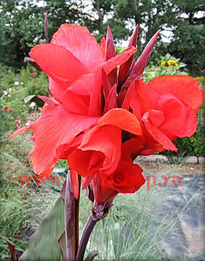 Bulbi Canna Evening Star; Plantarea se face in perioada martie-aprilie. Va inflori in perioada iunie-septembrie. Prefera locurile insorite. Inaltimea maxima 100-120 cm. STOC EPUIZAT!
