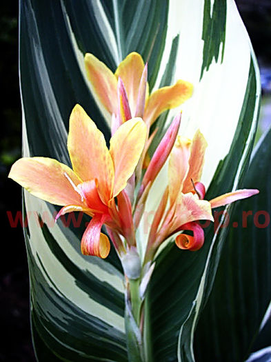 Bulbi Canna Stuttgart; Plantarea se face in perioada martie-aprilie. Va inflori in perioada iunie-septembrie. Prefera locurile insorite. Inaltimea maxima 90-100 cm. STOC EPUIZAT!
