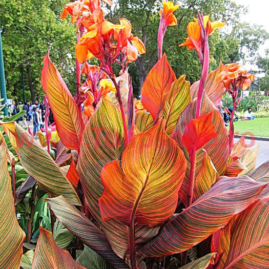 Bulbi Canna Tropicana; Plantarea se face in perioada martie-aprilie. Va inflori in perioada iunie-septembrie. Prefera locurile insorite. Inaltimea maxima 100-120 cm. STOC EPUIZAT!

