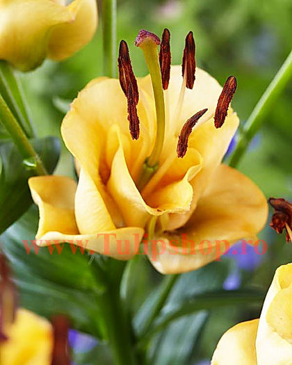 Bulbi Crin Apricot Fudge (Lilium); Plantarea se face in perioada martie-aprilie. Va inflori in perioada iunie-august. Prefera locurile insorite sau semiumbrite. Inaltimea maxima 90-100 cm. STOC EPUIZAT!
