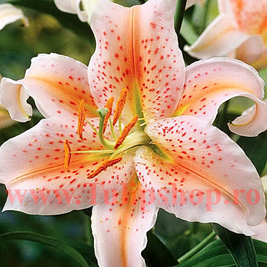 Bulbi Crin Salmon Stargazer (Lilium); Plantarea se face in perioada martie-aprilie. Va inflori in perioada iunie-august. Prefera locurile insorite sau semiumbrite. Inaltimea maxima 70-90 cm. STOC EPUIZAT!
