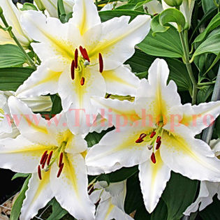 Bulbi Crin Venezuela (Lilium); Plantarea se face in perioada martie-aprilie. Va inflori in perioada iunie-august. Prefera locurile insorite sau semiumbrite. Inaltimea maxima 70-90 cm. STOC EPUIZAT!
