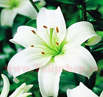 Bulbi Crin Canova (Lilium); Plantarea se face in perioada martie-aprilie. Va inflori in perioada iunie-august. Prefera locurile insorite sau semiumbrite. Inaltimea maxima 70-90 cm. STOC EPUIZAT!
