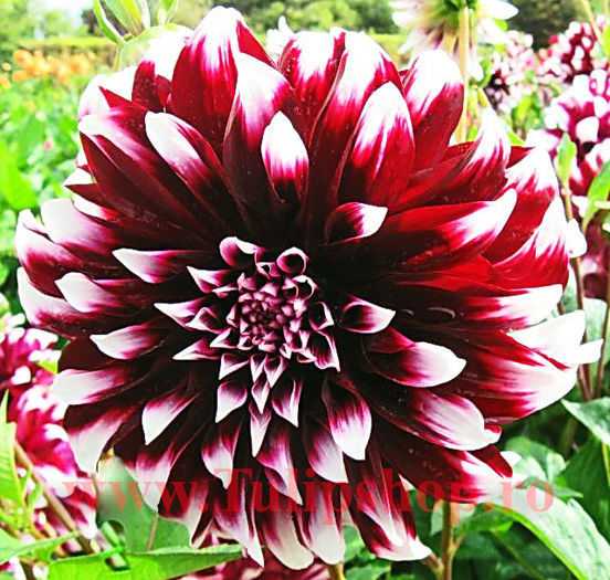 Bulbi Dalia Contraste (Gherghina); Plantarea se face in perioada martie-aprilie. Va inflori in perioada iulie-octombrie. Prefera locurile insorite sau semiumbrite. Inaltimea maxima 80-120 cm. STOC EPUIZAT!
