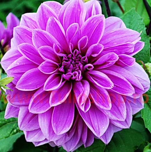 Bulbi Dalia Lilac Time (Gherghina); Plantarea se face in perioada martie-aprilie. Va inflori in perioada iulie-octombrie. Prefera locurile insorite sau semiumbrite. Inaltimea maxima 80-120 cm. STOC EPUIZAT!
