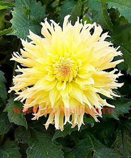 Bulbi Dalia Mingus Joshua (Gherghina); Plantarea se face in perioada martie-aprilie. Va inflori in perioada iulie-octombrie. Prefera locurile insorite sau semiumbrite. Inaltimea maxima 80-120 cm. STOC EPUIZAT!
