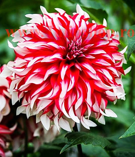 Bulbi Dalia Santa Claus (Gherghina); Plantarea se face in perioada martie-aprilie. Va inflori in perioada iulie-octombrie. Prefera locurile insorite sau semiumbrite. Inaltimea maxima 80-120 cm. STOC EPUIZAT!
