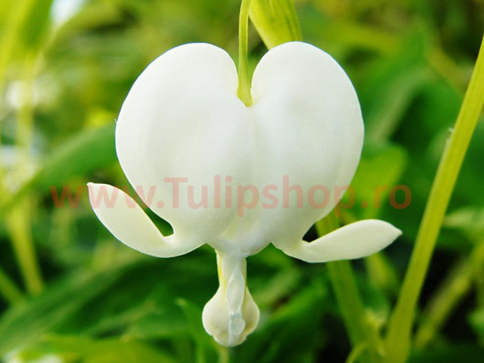 Bulbi Dicentra Spectabilis Alba (Cerceii Doamnei); Plantarea se face in perioada martie-aprilie. Va inflori in perioada mai-iulie. Prefera locurile insorite sau semiumbrite. Inaltimea maxima 60-70 cm. STOC EPUIZAT!

