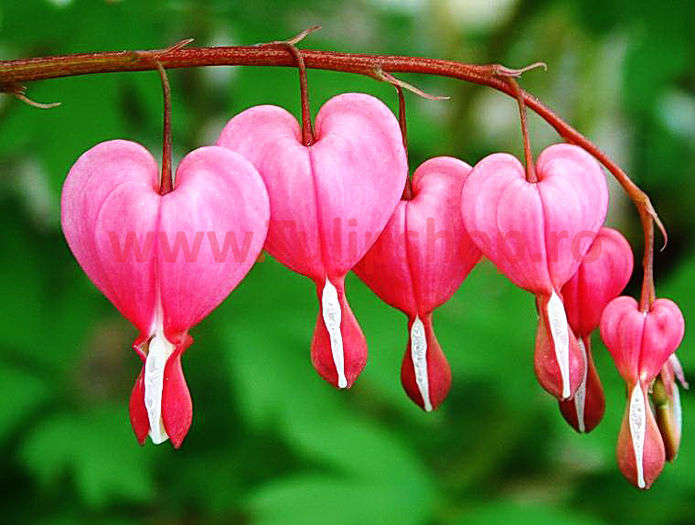 Bulbi Dicentra Spectabilis (Cerceii Doamnei); Plantarea se face in perioada martie-aprilie. Va inflori in perioada mai-iulie. Prefera locurile insorite sau semiumbrite. Inaltimea maxima 60-70 cm. STOC EPUIZAT!

