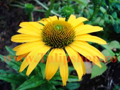 Bulbi Echinaceea Day Dream; Plantarea se face in perioada martie-aprilie. Va inflori in perioada iunie-septembrie. Prefera locurile insorite sau semiumbrite. Inaltimea maxima 60-90 cm. STOC EPUIZAT!
