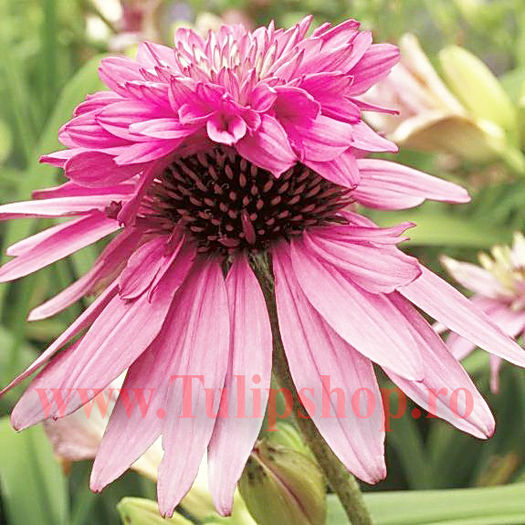 Bulbi Echinaceea Double Decker; Plantarea se face in perioada martie-aprilie. Va inflori in perioada iunie-septembrie. Prefera locurile insorite sau semiumbrite. Inaltimea maxima 60-90 cm. STOC EPUIZAT!
