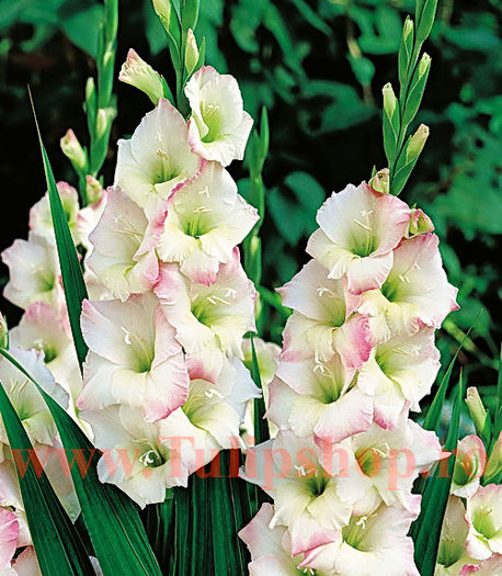 Bulbi Gladiole Cream Perfection; Plantarea se face in perioada martie-aprilie. Va inflori in perioada iunie-august. Prefera locurile insorite sau semiumbrite. Inaltimea maxima 100-120 cm. STOC EPUIZAT!
