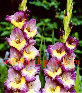 Bulbi Gladiole Dynamite; Plantarea se face in perioada martie-aprilie. Va inflori in perioada iunie-august. Prefera locurile insorite sau semiumbrite. Inaltimea maxima 100-120 cm. STOC EPUIZAT!

