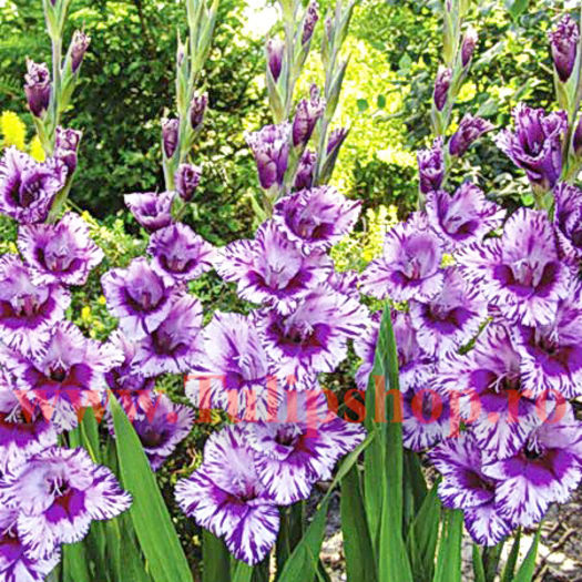 Bulbi Gladiole Passos; Plantarea se face in perioada martie-aprilie. Va inflori in perioada iunie-august. Prefera locurile insorite sau semiumbrite. Inaltimea maxima 100-120 cm. STOC EPUIZAT!
