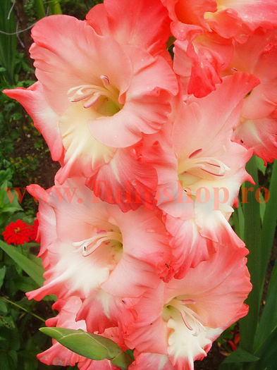 Bulbi Gladiole Pink Lady; Plantarea se face in perioada martie-aprilie. Va inflori in perioada iunie-august. Prefera locurile insorite sau semiumbrite. Inaltimea maxima 100-120 cm. STOC EPUIZAT!
