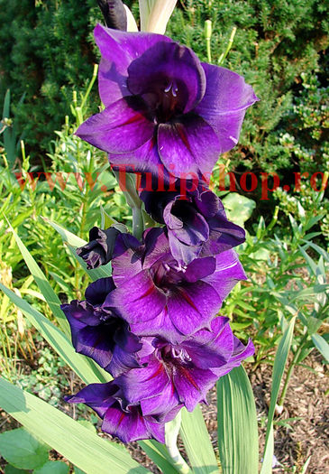 Bulbi Gladiole Purple Flora; Plantarea se face in perioada martie-aprilie. Va inflori in perioada iunie-august. Prefera locurile insorite sau semiumbrite. Inaltimea maxima 100-120 cm. STOC EPUIZAT!

