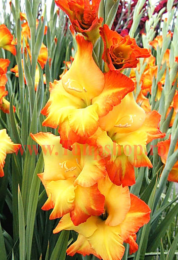 Bulbi Gladiole Sunshine; Plantarea se face in perioada martie-aprilie. Va inflori in perioada iunie-august. Prefera locurile insorite sau semiumbrite. Inaltimea maxima 100-120 cm. STOC EPUIZAT!

