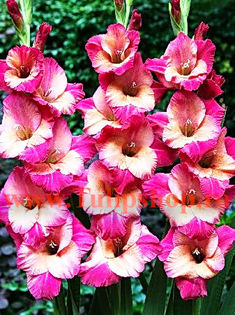 Bulbi Gladiole Teds Favorite; Plantarea se face in perioada martie-aprilie. Va inflori in perioada iunie-august. Prefera locurile insorite sau semiumbrite. Inaltimea maxima 100-120 cm. STOC EPUIZAT!
