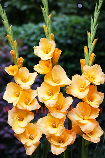 Bulbi Gladiole Vedetta; Plantarea se face in perioada martie-aprilie. Va inflori in perioada iunie-august. Prefera locurile insorite sau semiumbrite. Inaltimea maxima 100-120 cm. STOC EPUIZAT!
