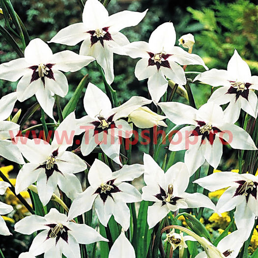 Bulbi Gladiole Stelate (Acidanthera); Plantarea se face in perioada martie-aprilie. Va inflori in perioada iulie-septembrie. Prefera locurile insorite sau semiumbrite. Inaltimea maxima 40-60 cm. STOC EPUIZAT!
