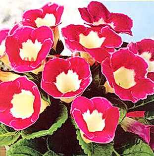 Bulbi Gloxinia Blanche de Meru; Atentie! Gloxinia este o planta de interior. Inaltimea maxima 20-30 cm. STOC EPUIZAT!
